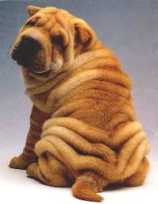 A Shar-Pei