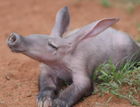 a sad little aardvark