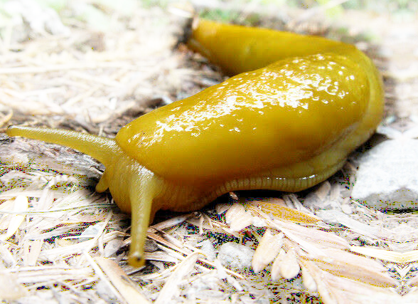 giant banana slug