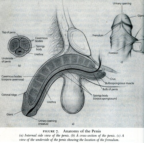 Masters & Johnson's ''Anatomy of the (circumcised) penis