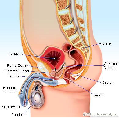 silence- emedicine: no trace of a foreskin