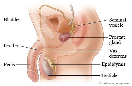 silence - WebMD image from Healthscape arguably showing no foreskin